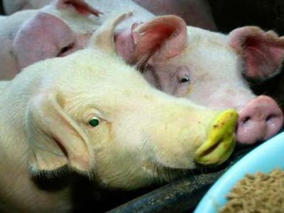 Αναστάτωση στην ΕΕ από το κρούσμα αφθώδους πυρετού στη Βουλγαρία